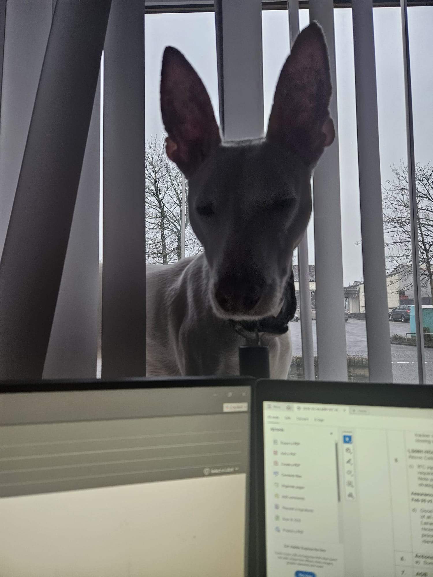 bruno_1233784352295184