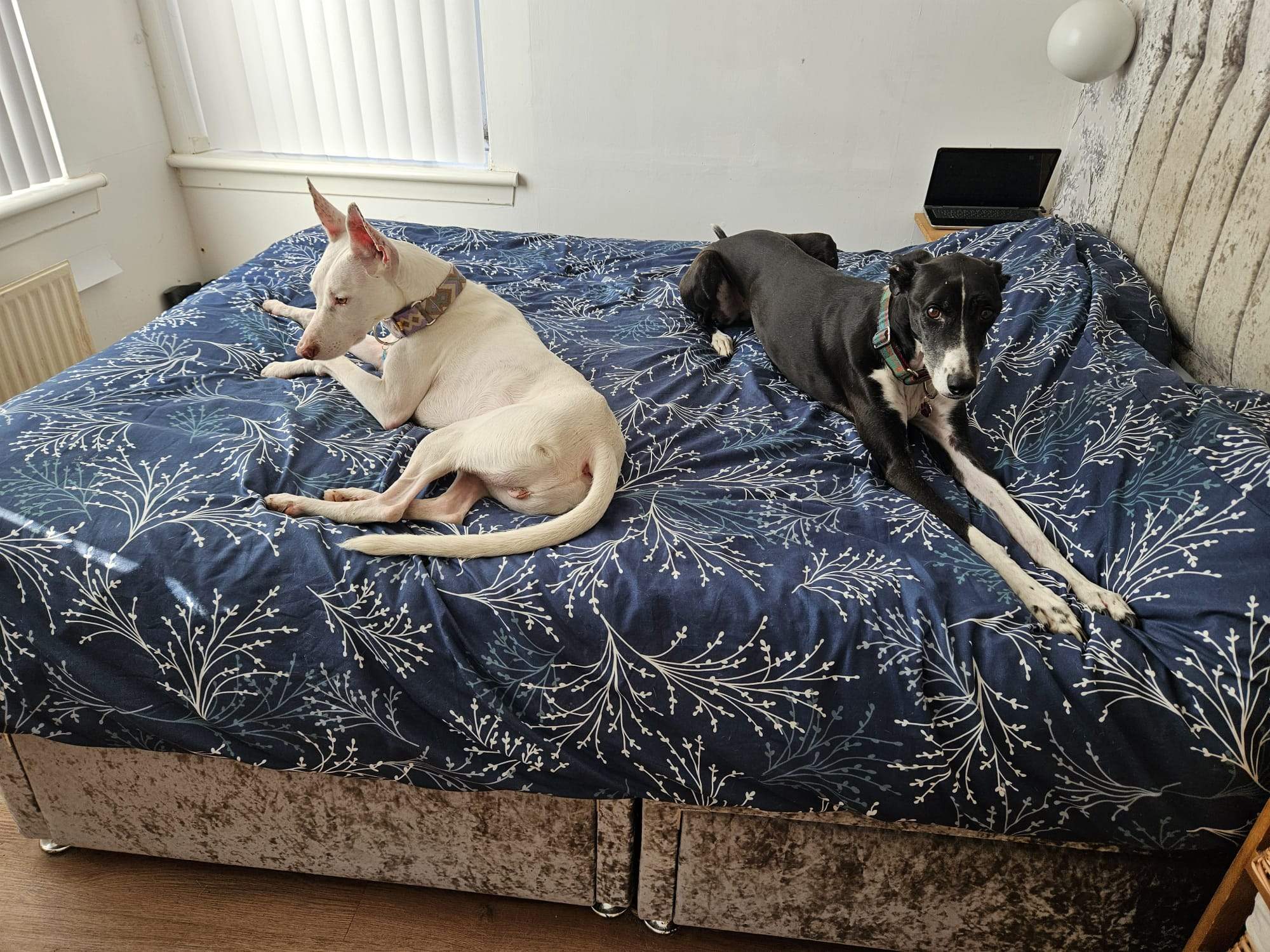 bruno_1233784362295183