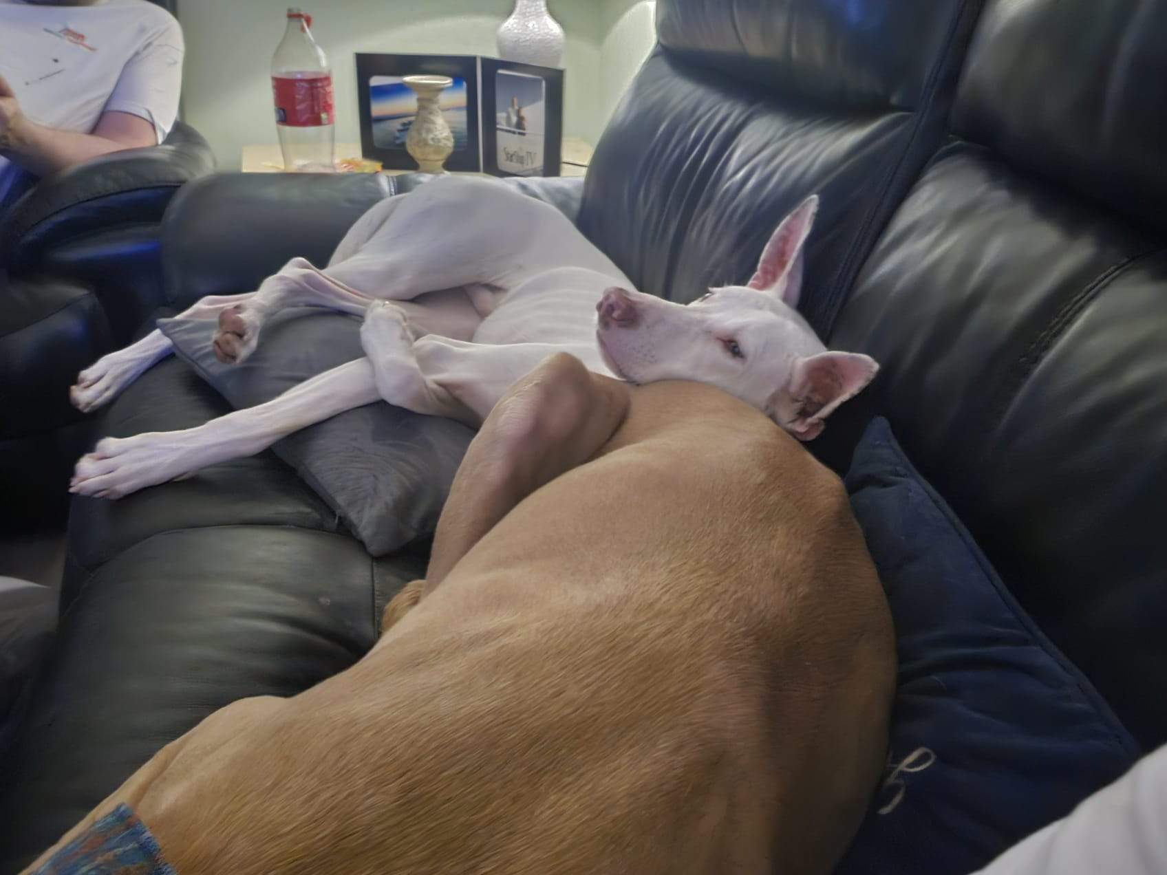 bruno_1233784438961842