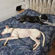 bruno_1233784482295171