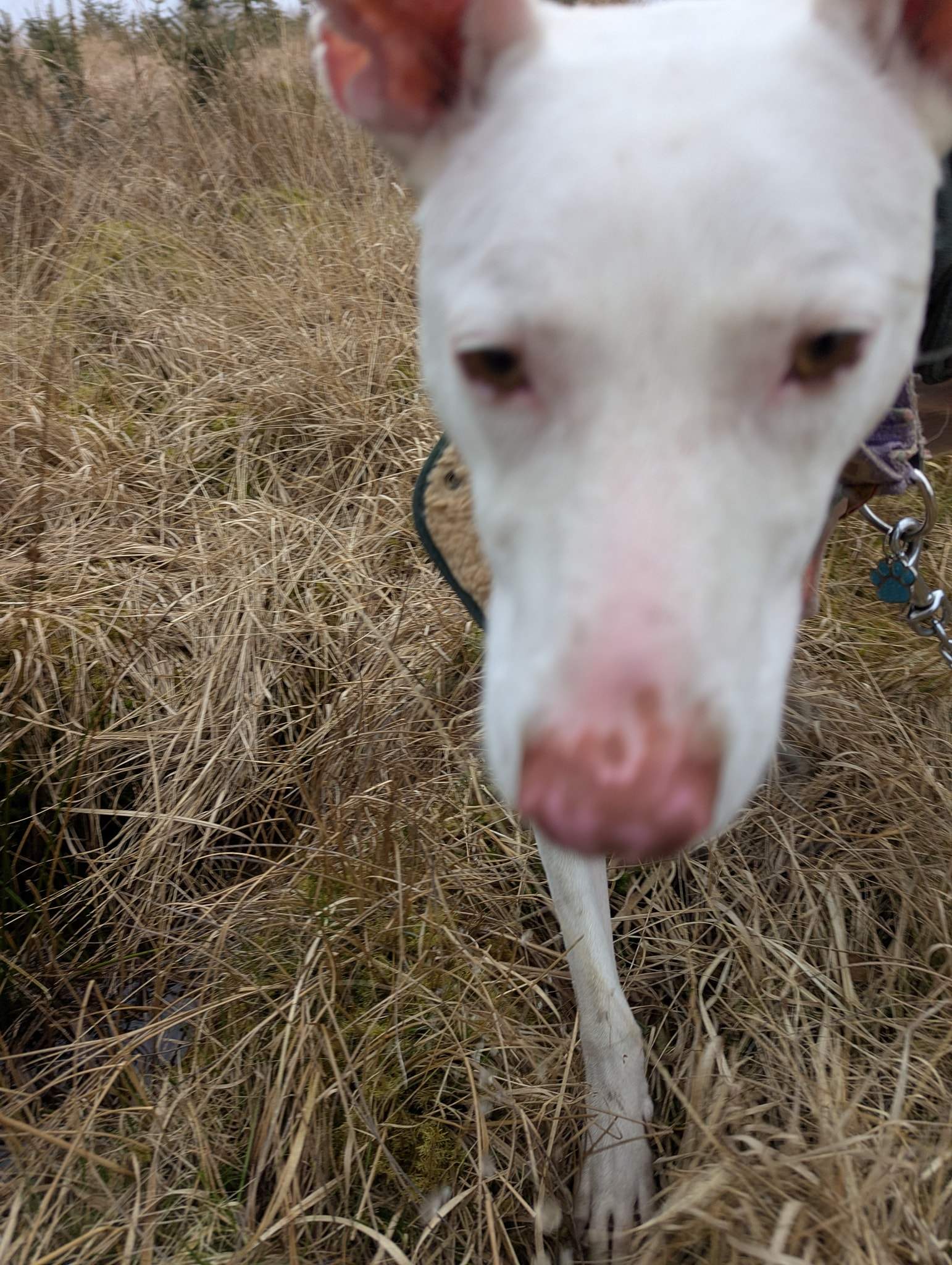 bruno_1238595228480763