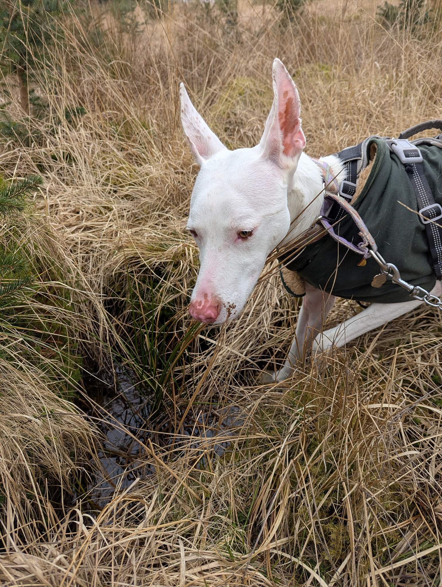 bruno_1238595268480759