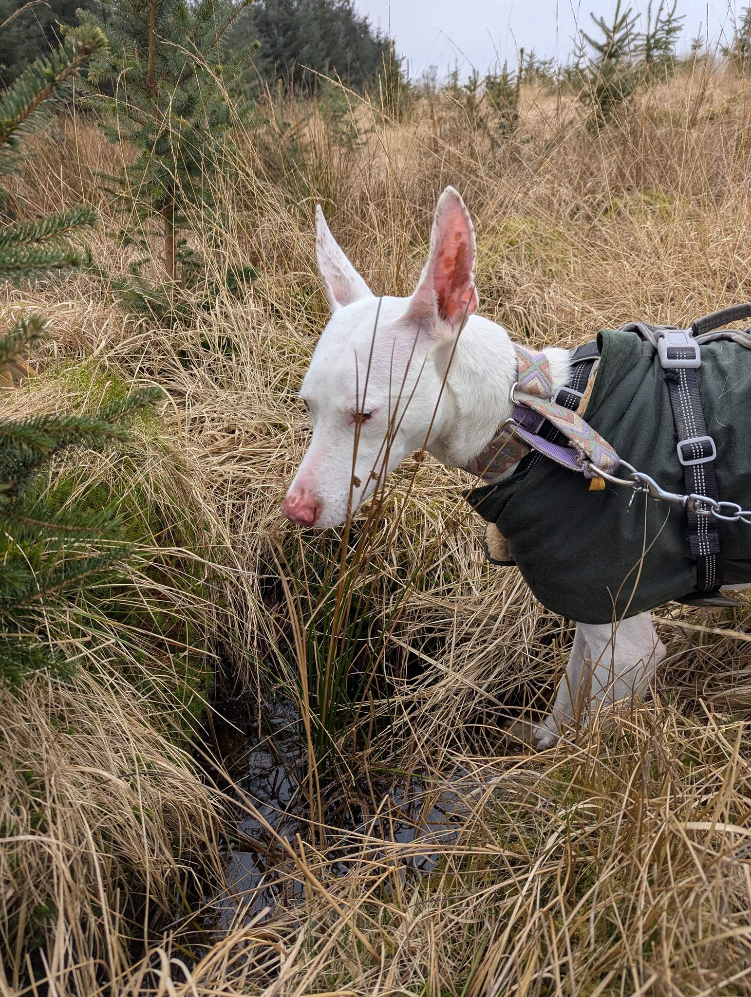 bruno_1238595308480755