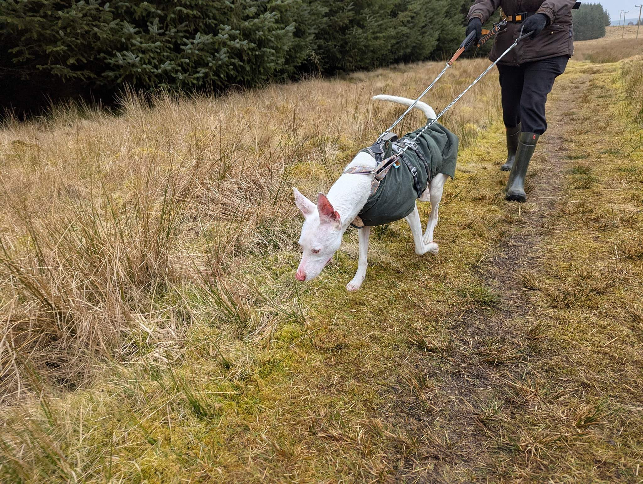 bruno_1238595398480746