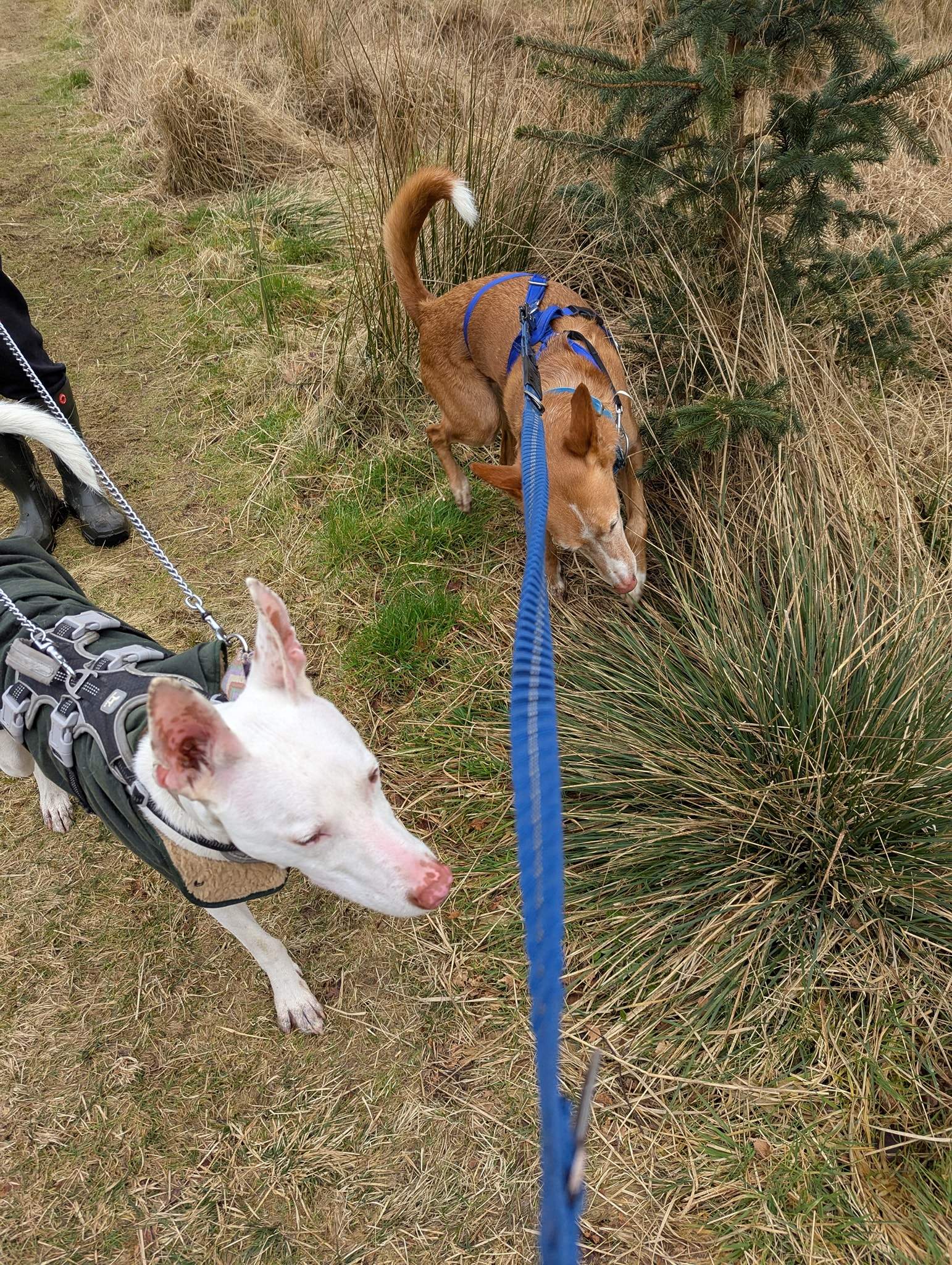 bruno_1238595425147410