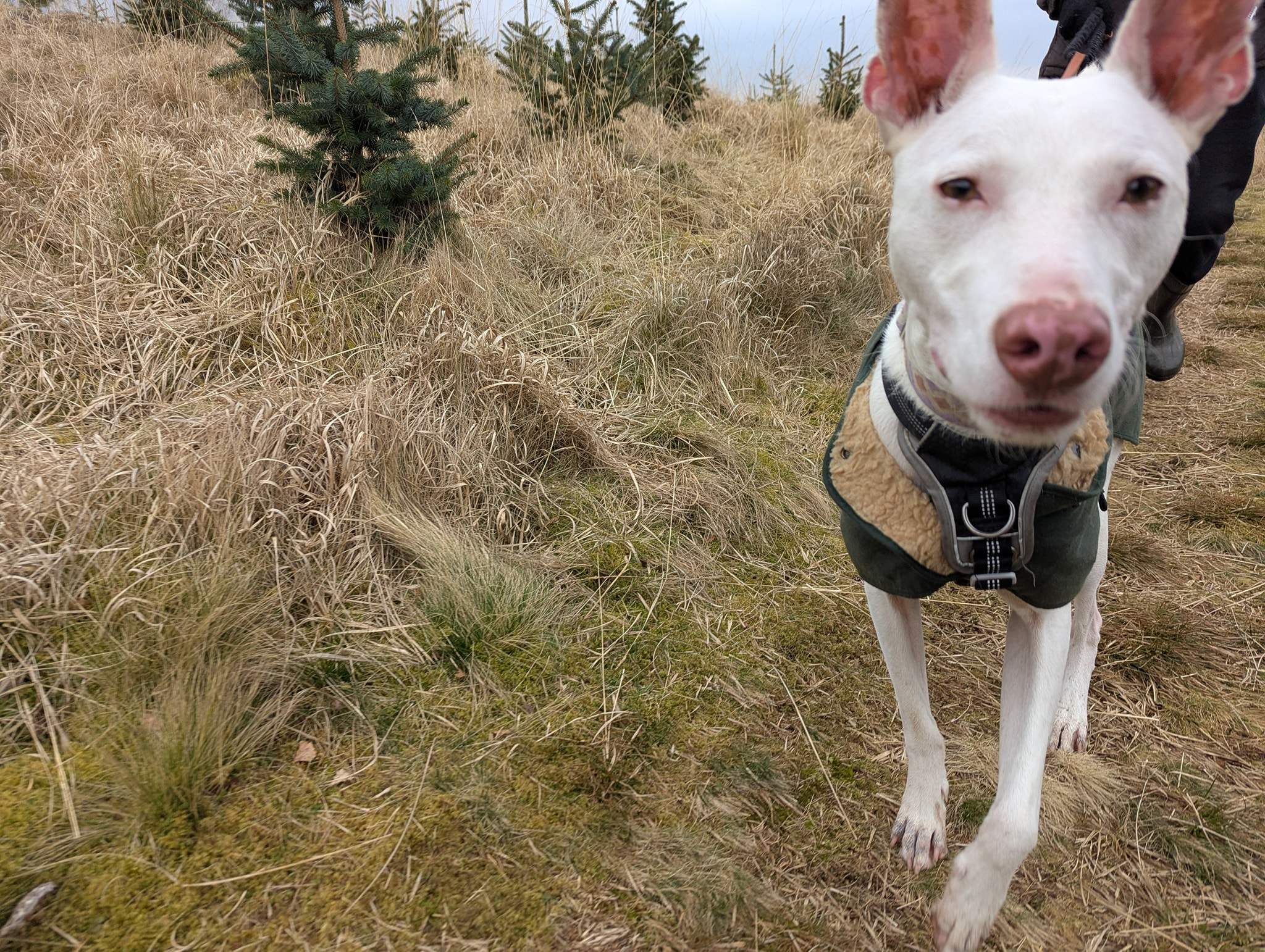 bruno_1238595468480739