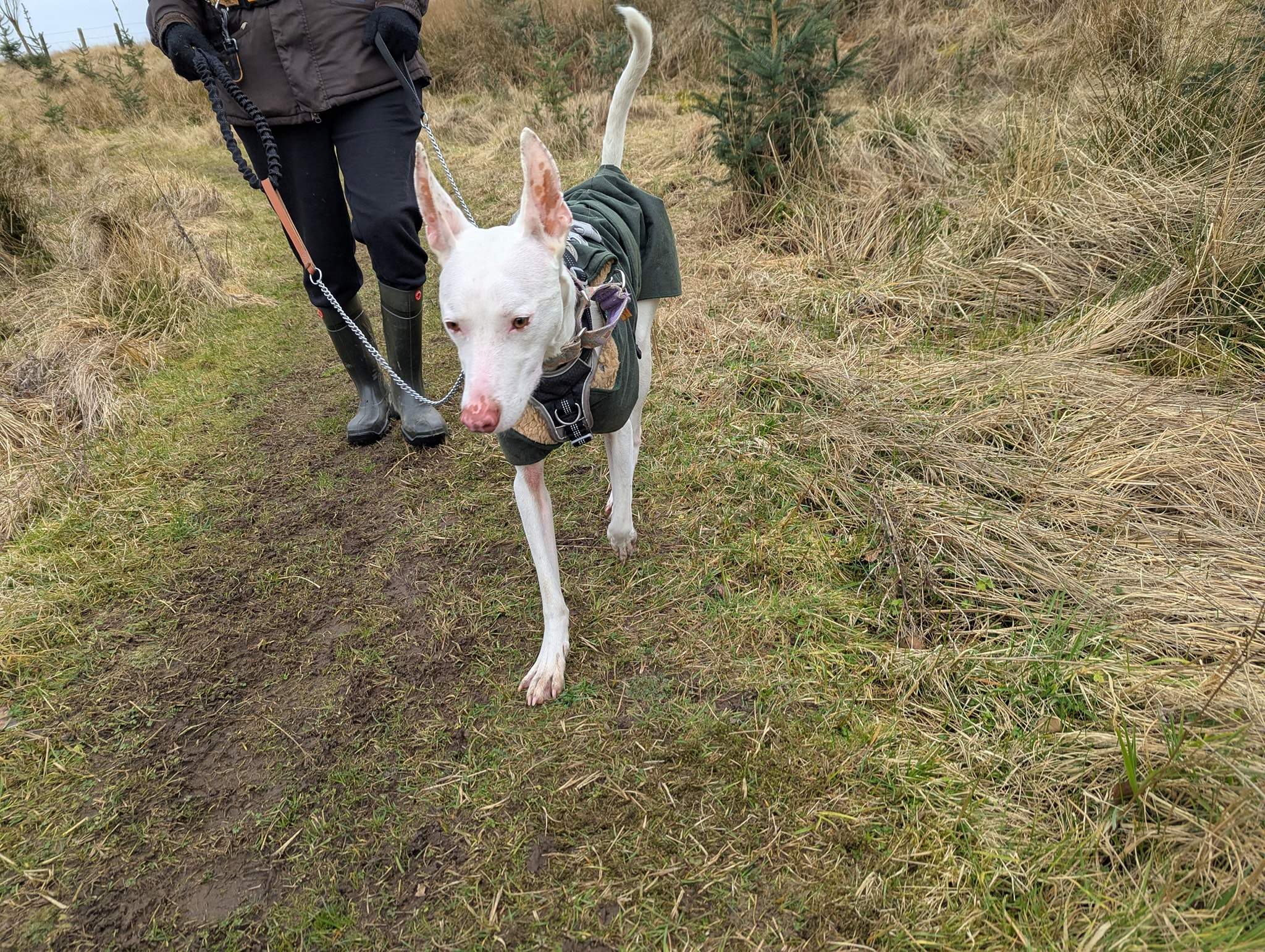 bruno_1238595488480737