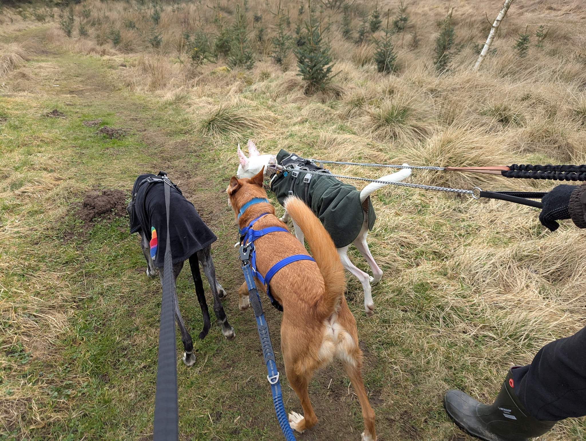 bruno_1238595518480734