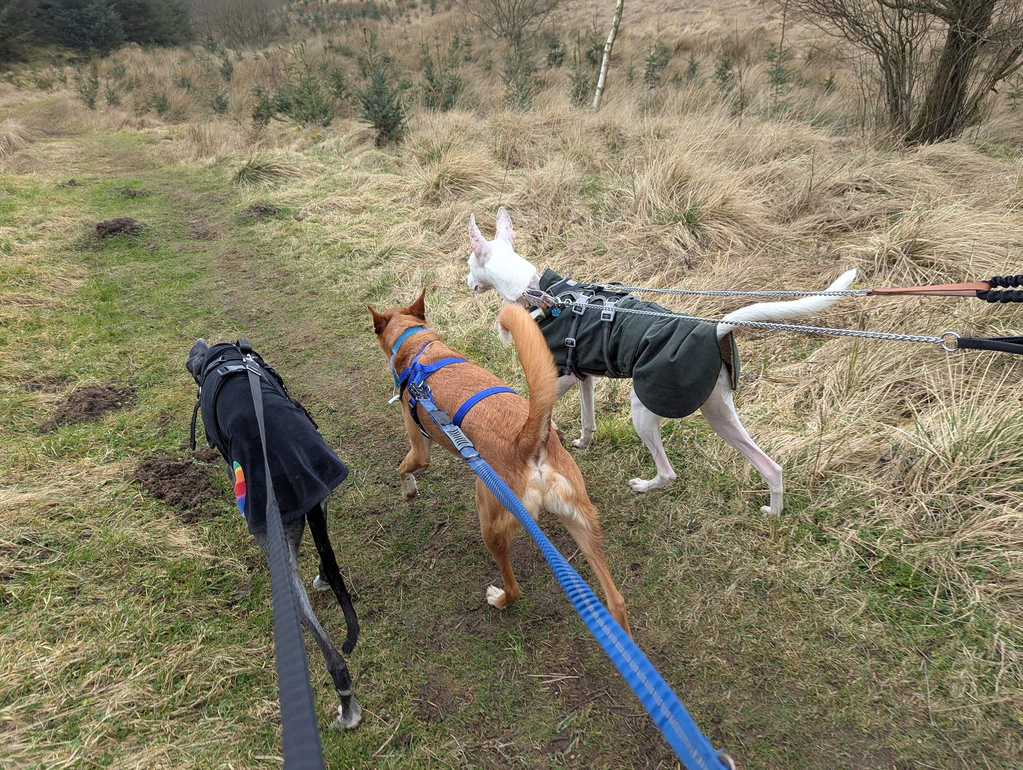 bruno_1238595561814063