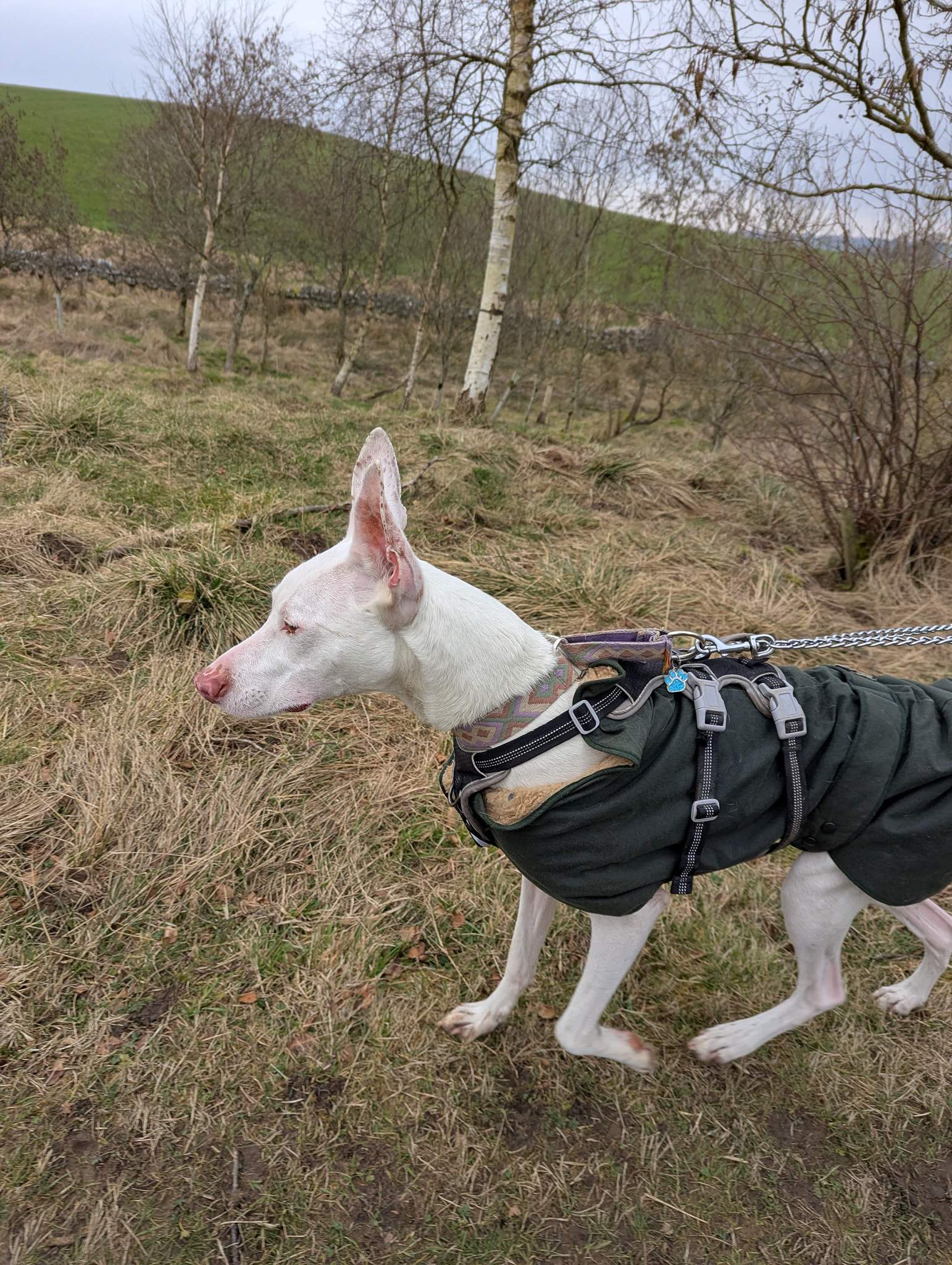 bruno_1238595648480721