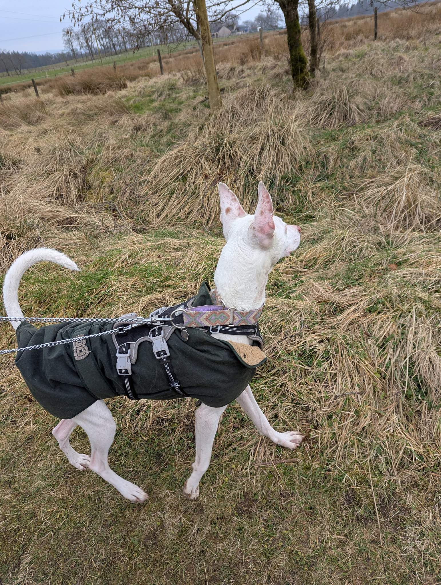 bruno_1238595688480717