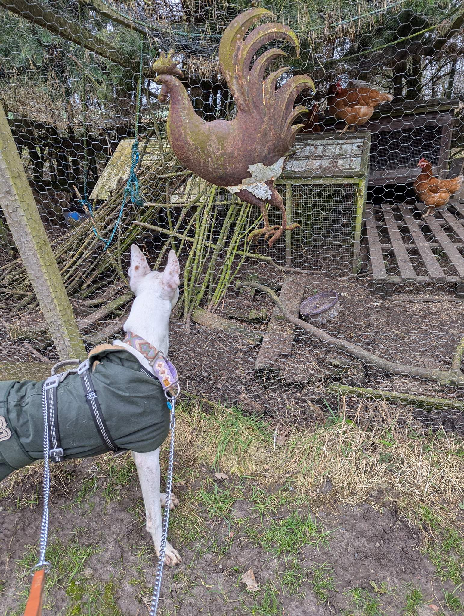 bruno_1238595731814046