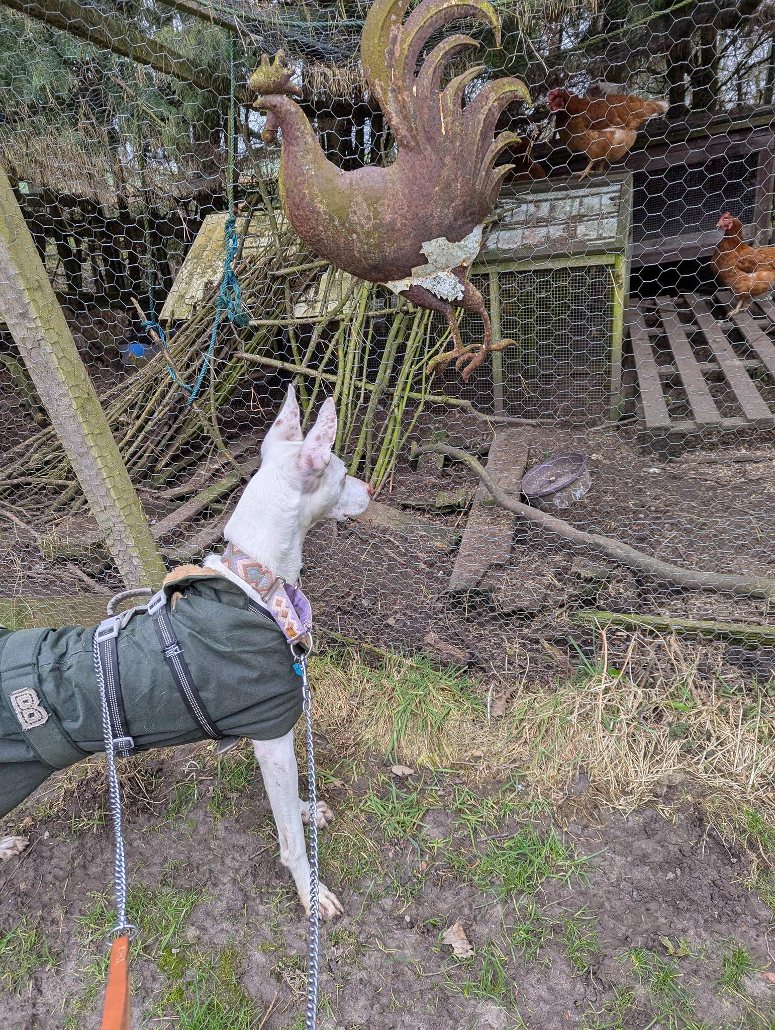 bruno_1238595775147375