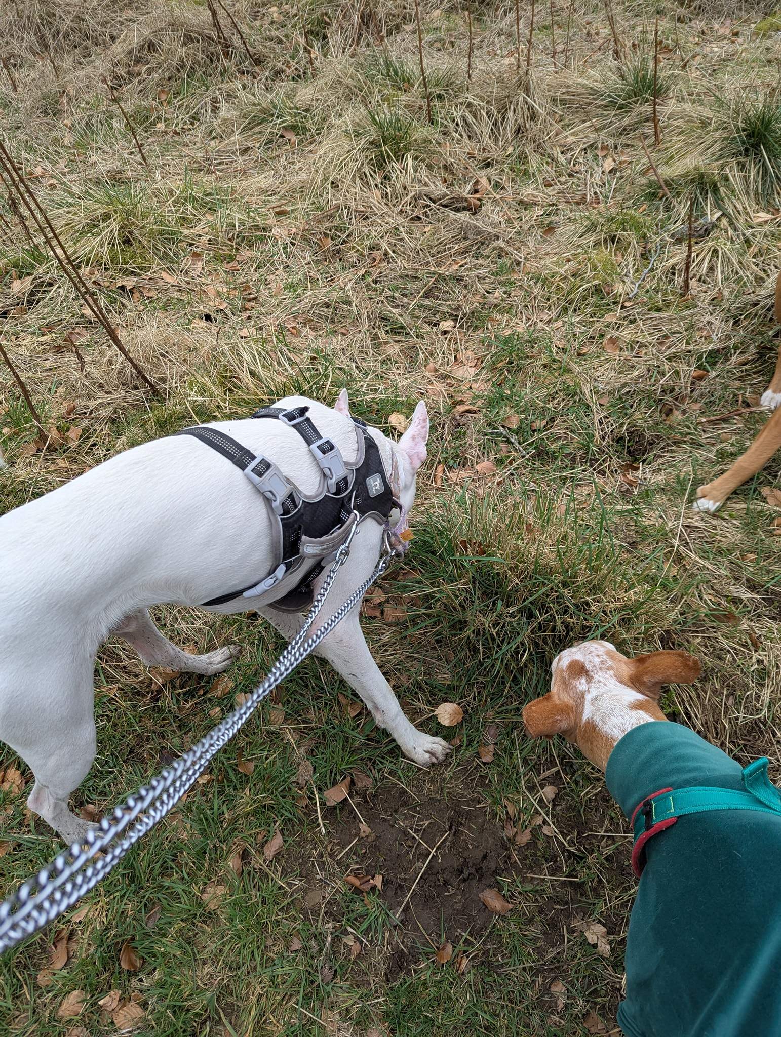 bruno_1238595898480696