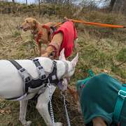 bruno_1238595918480694