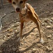 canela_1412399501100334