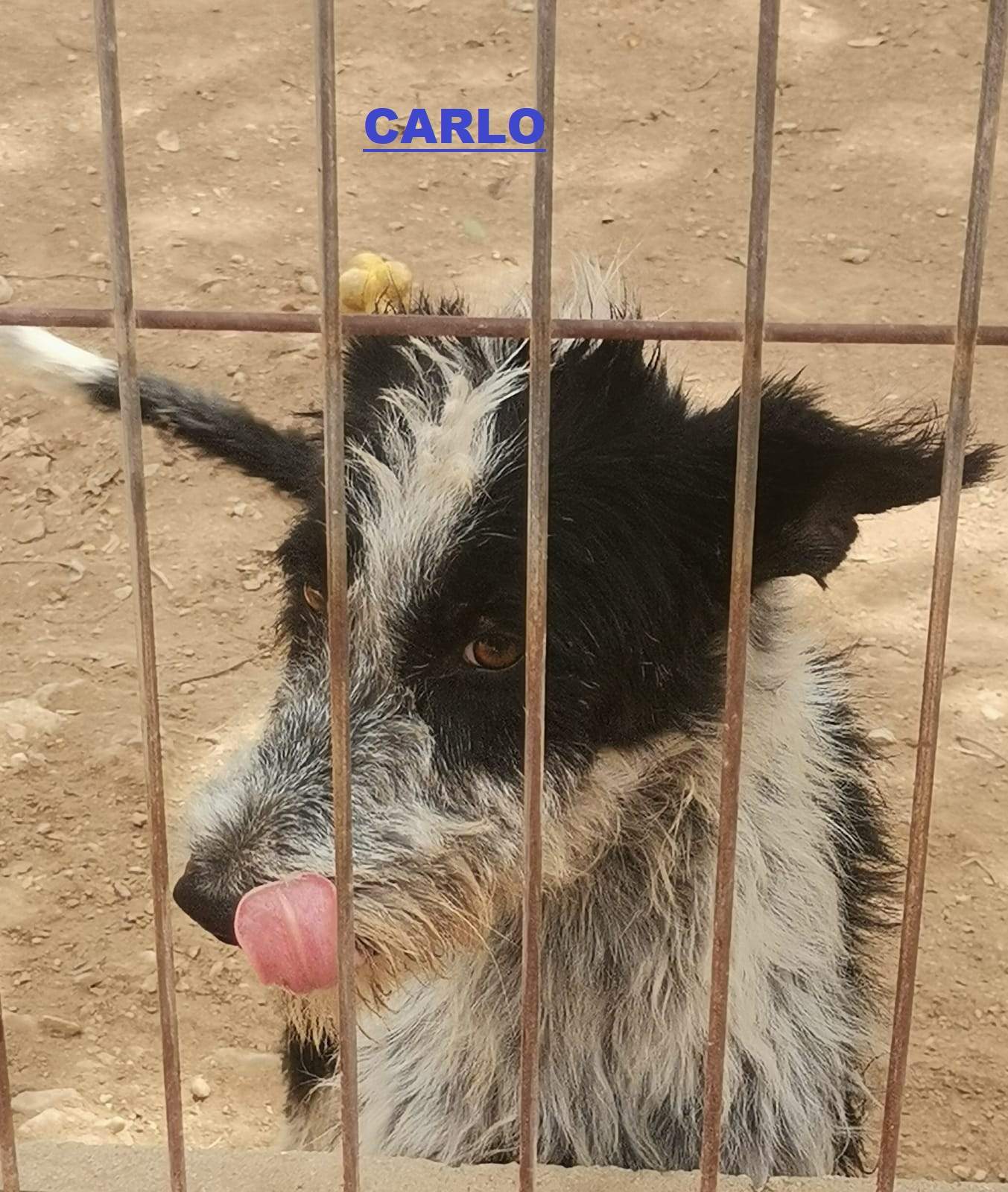 carlo_1406626815010936
