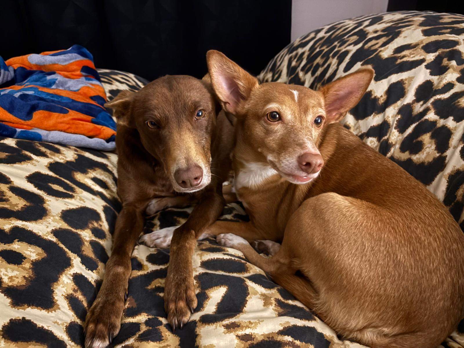 casper_1231485165858436