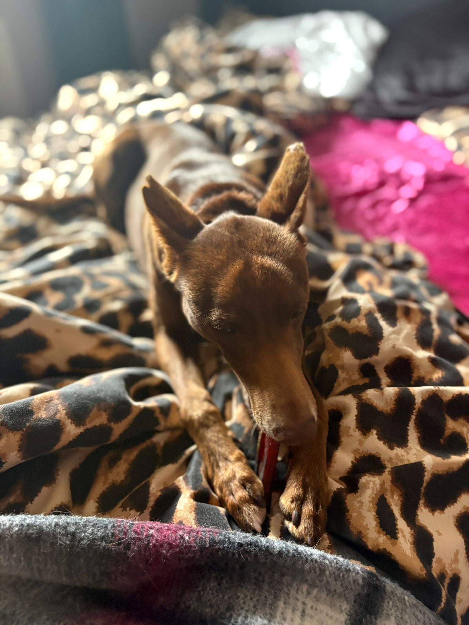 casper_1231485182525101