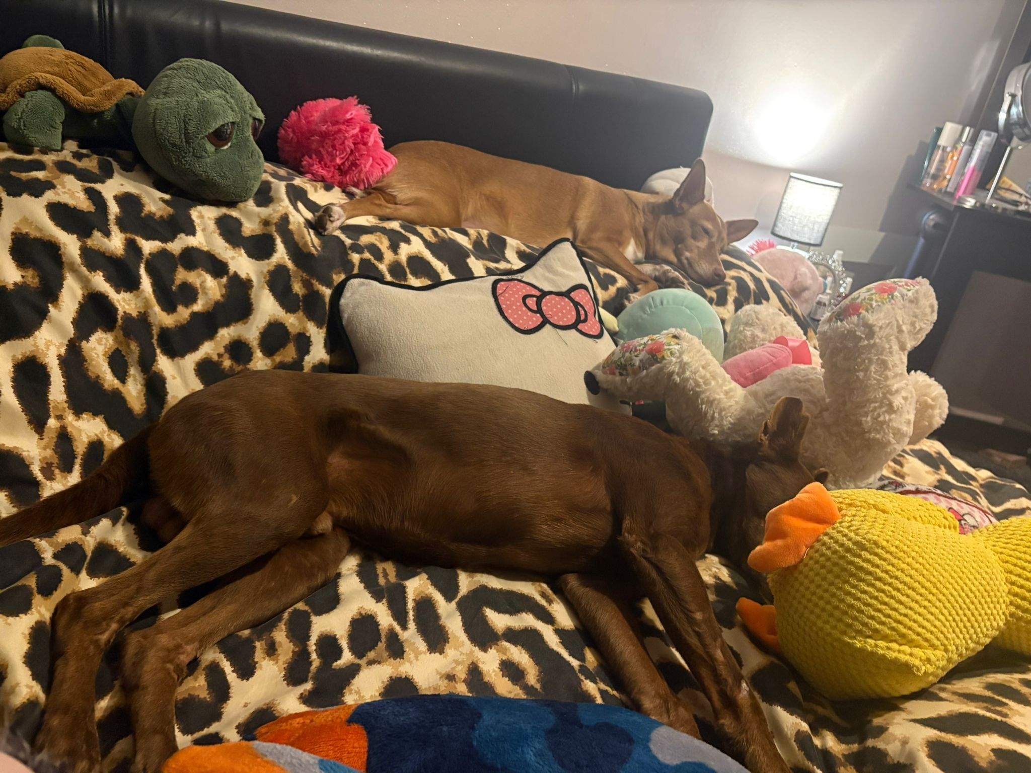 casper_1231485269191759