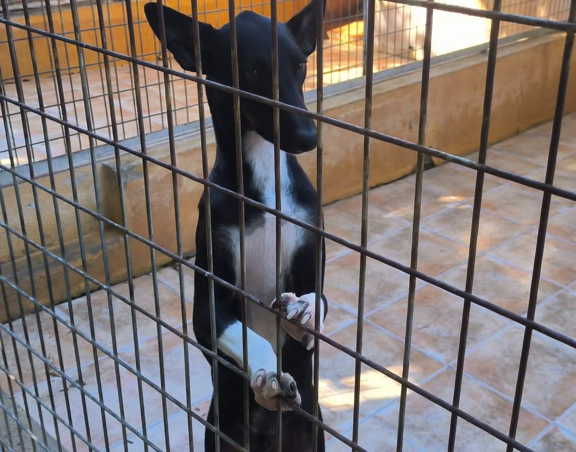 casper_1415452424128375