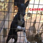 casper_1415457707461180