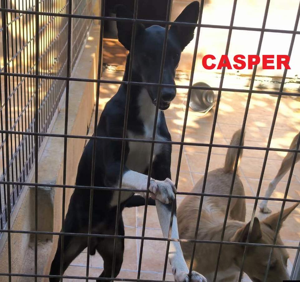 casper_1415457707461180