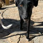 charlie_1434298072243810