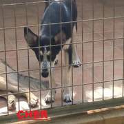 cher_1415457067461244