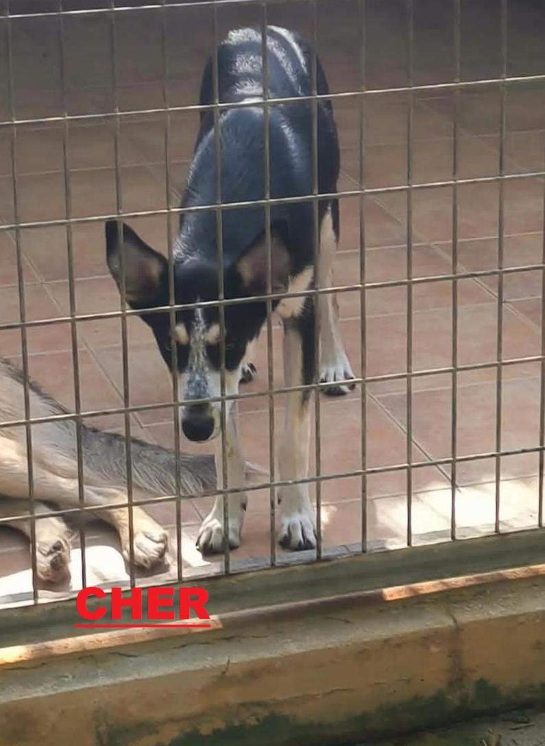 cher_1415457067461244