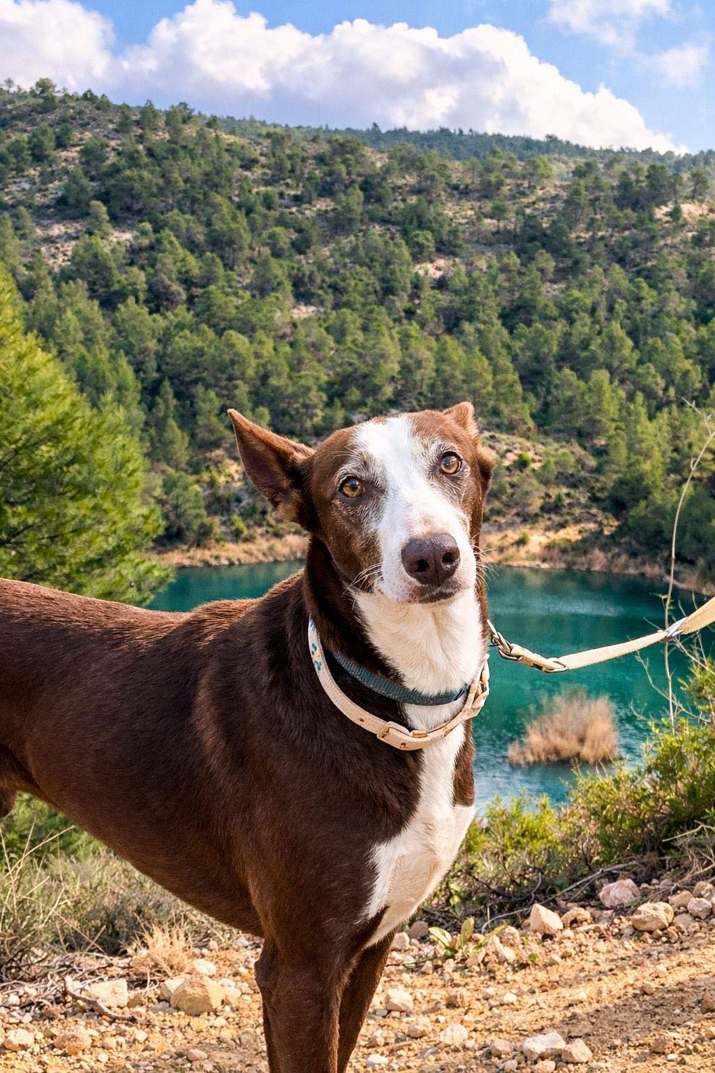 coco_1302245222115763