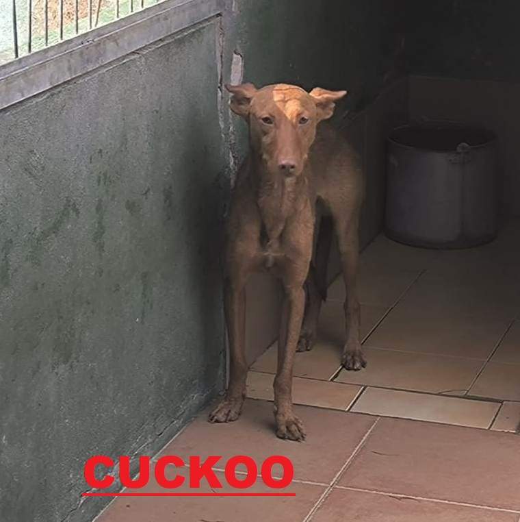 cuckoo_1415456297461321