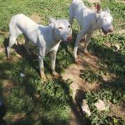 curra_1229301186076834