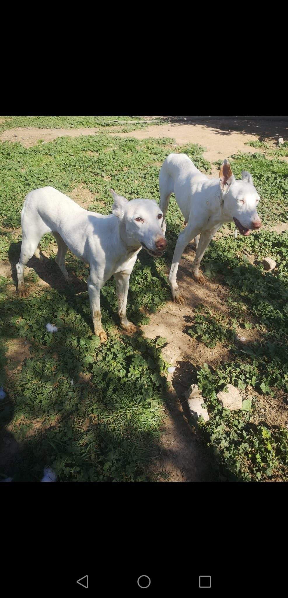 curra_1229301186076834