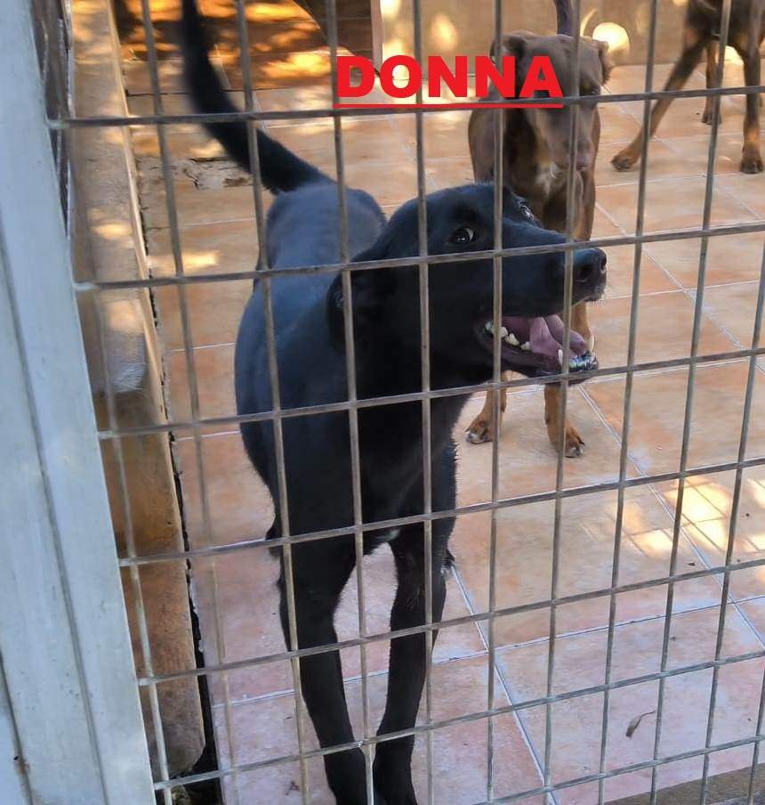 donna_1416219874051630
