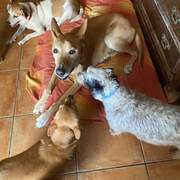 drago_1062028699470751