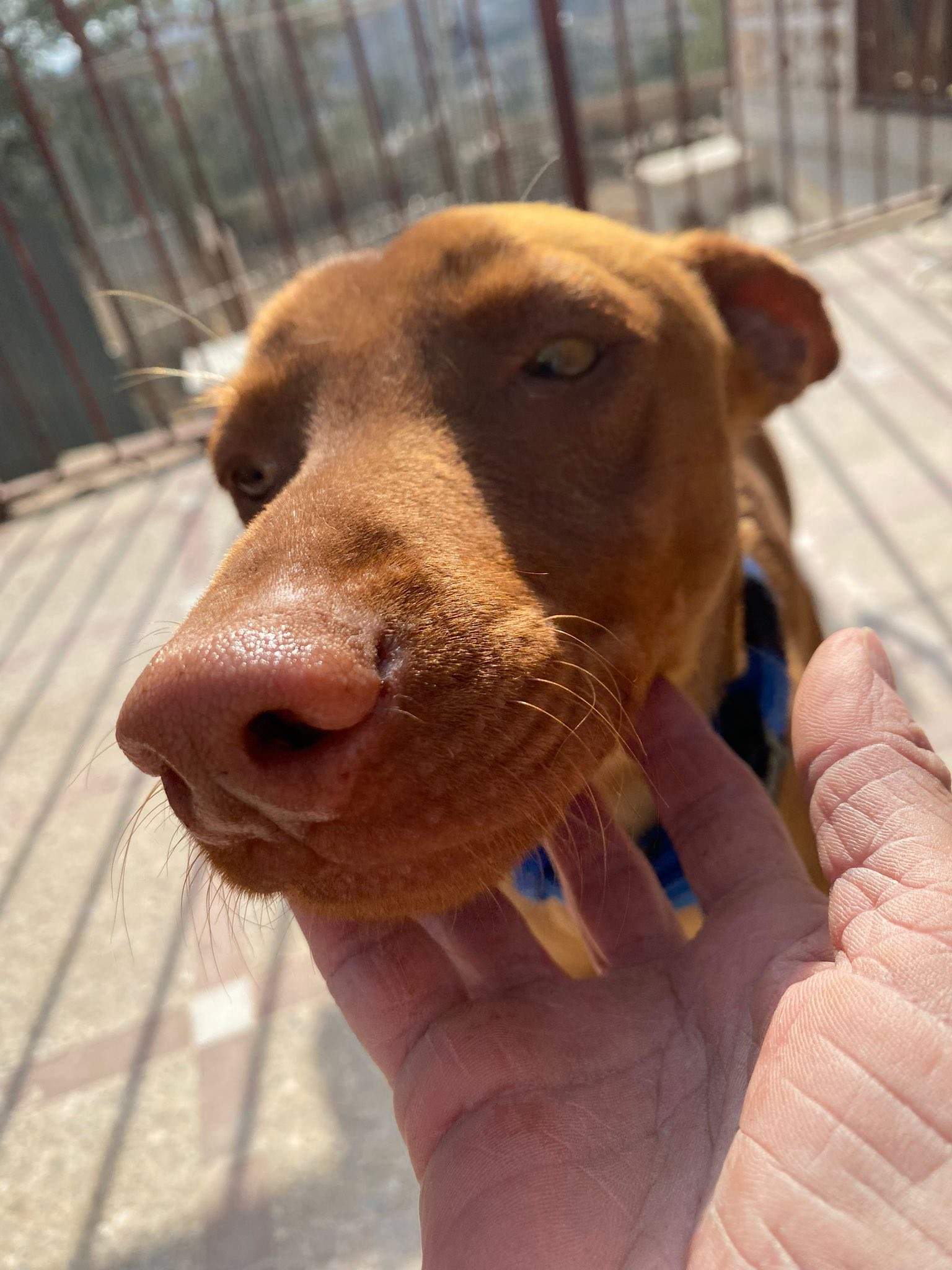 duke_1283307610676191