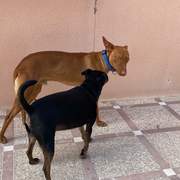 duke_1283307724009513