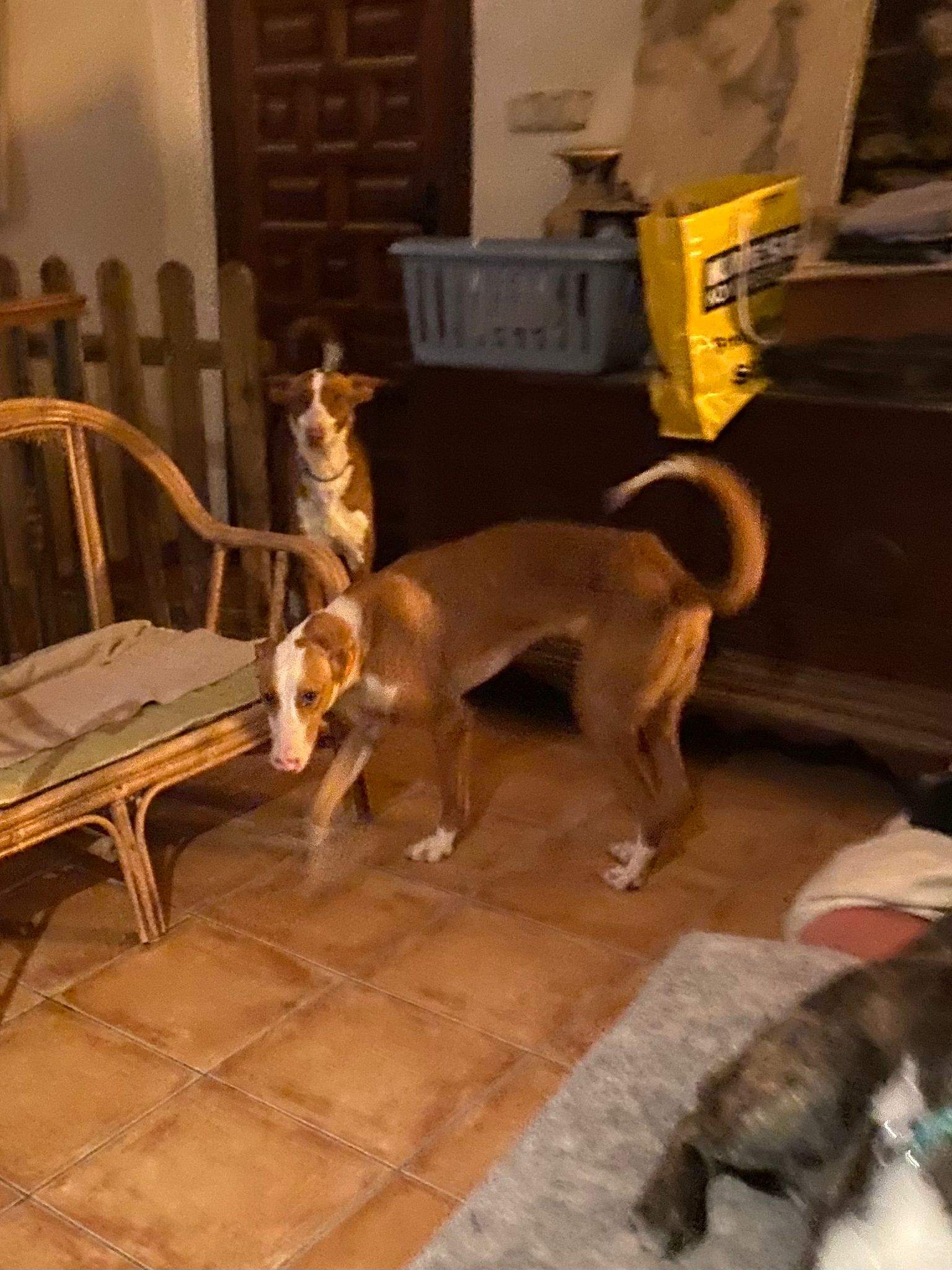 dulce_1197246789282274