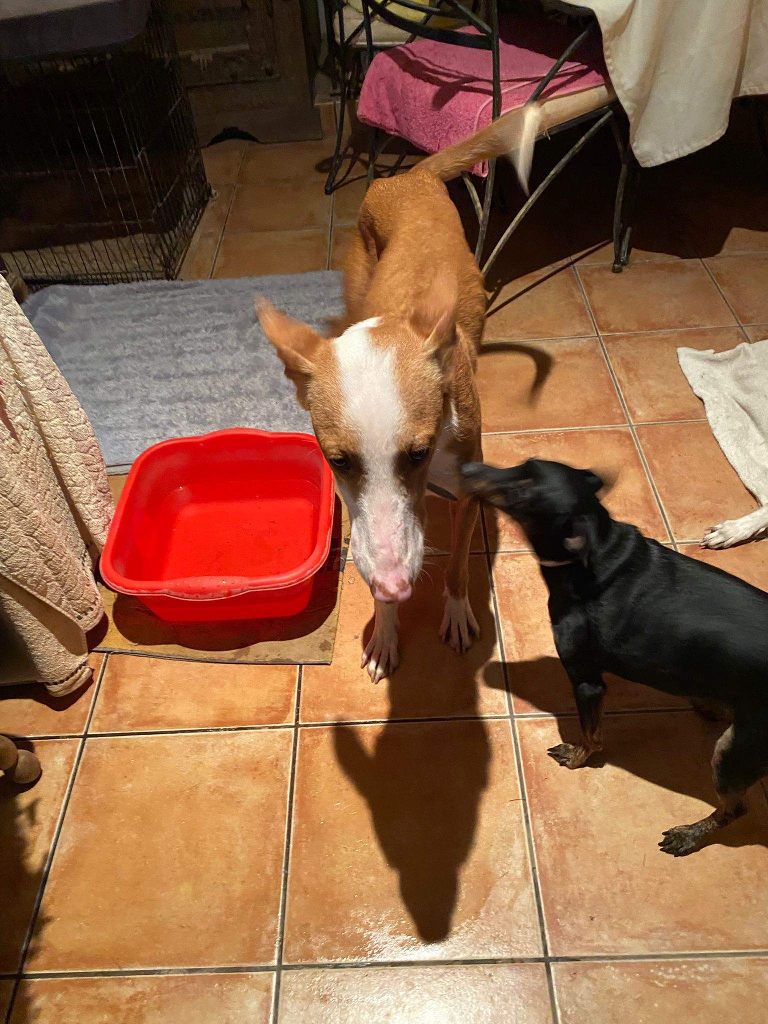 dulce_1197246815948938