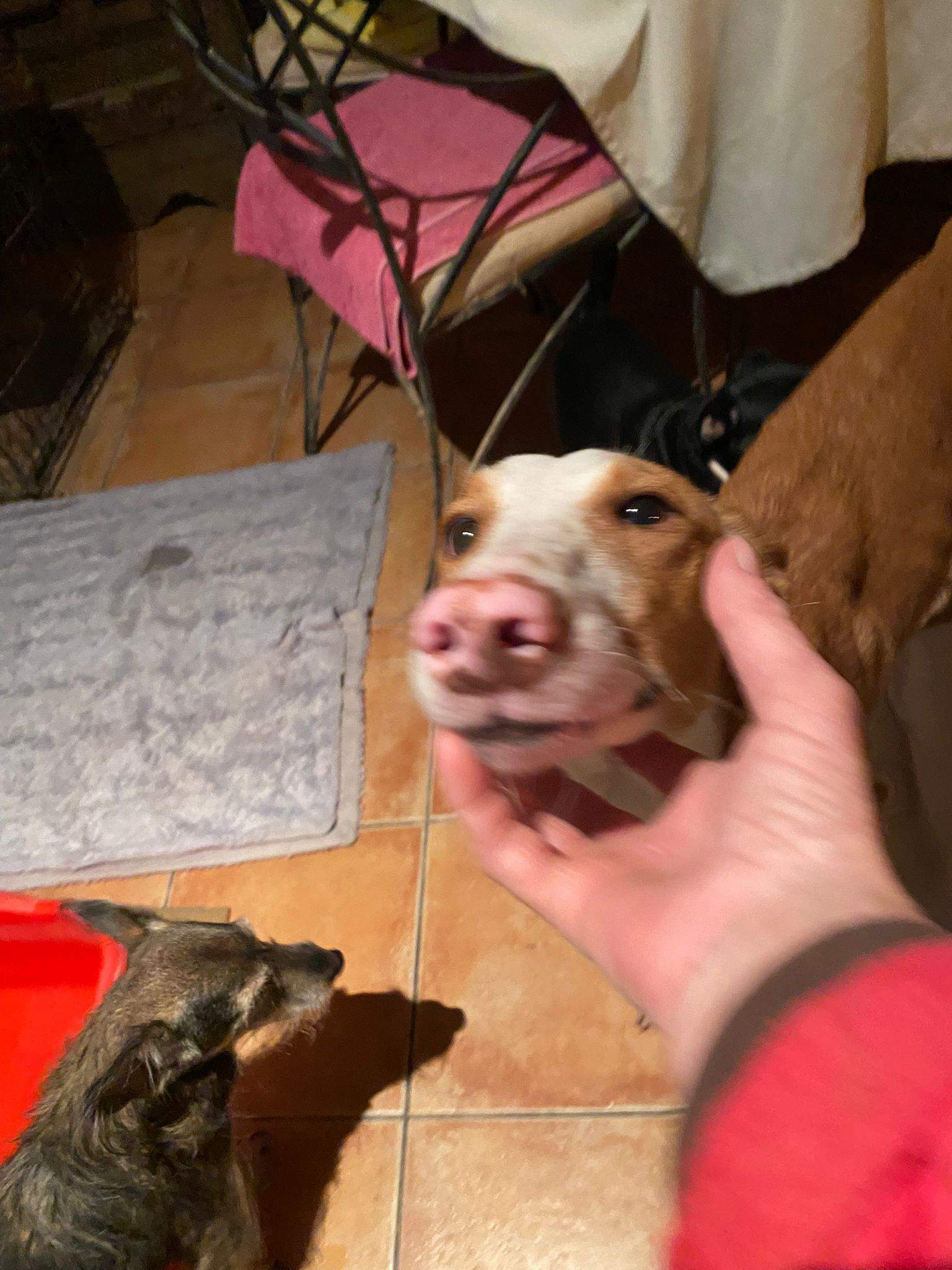 dulce_1197246905948929