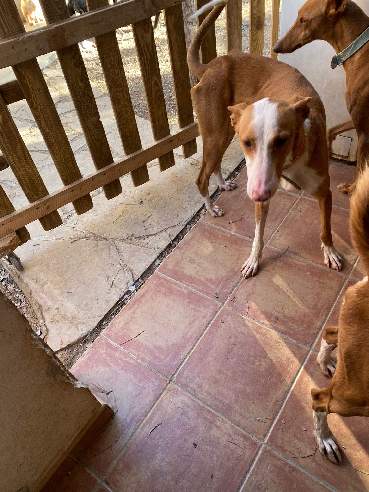 dulce_1197246962615590