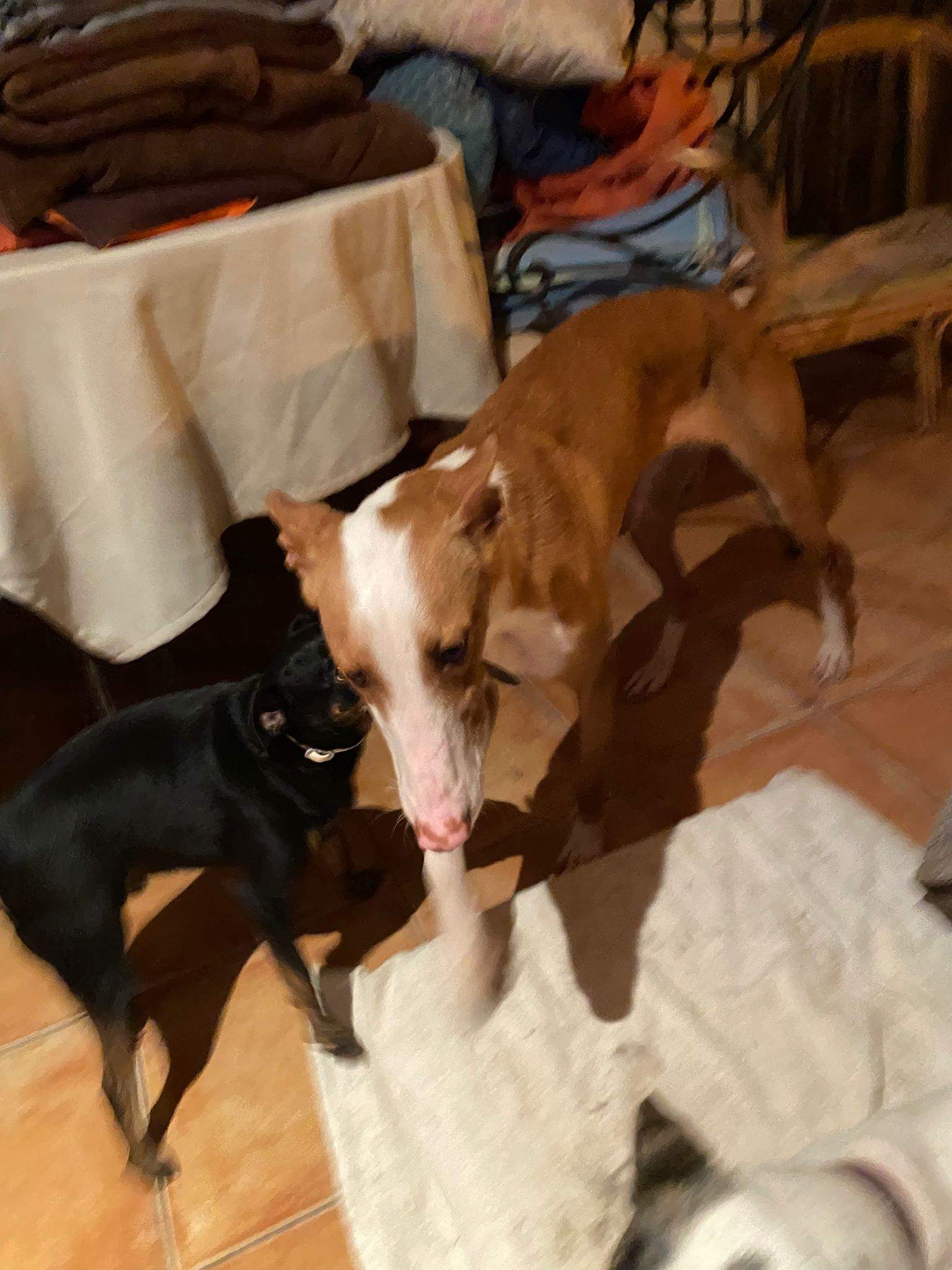 dulce_1197246979282255