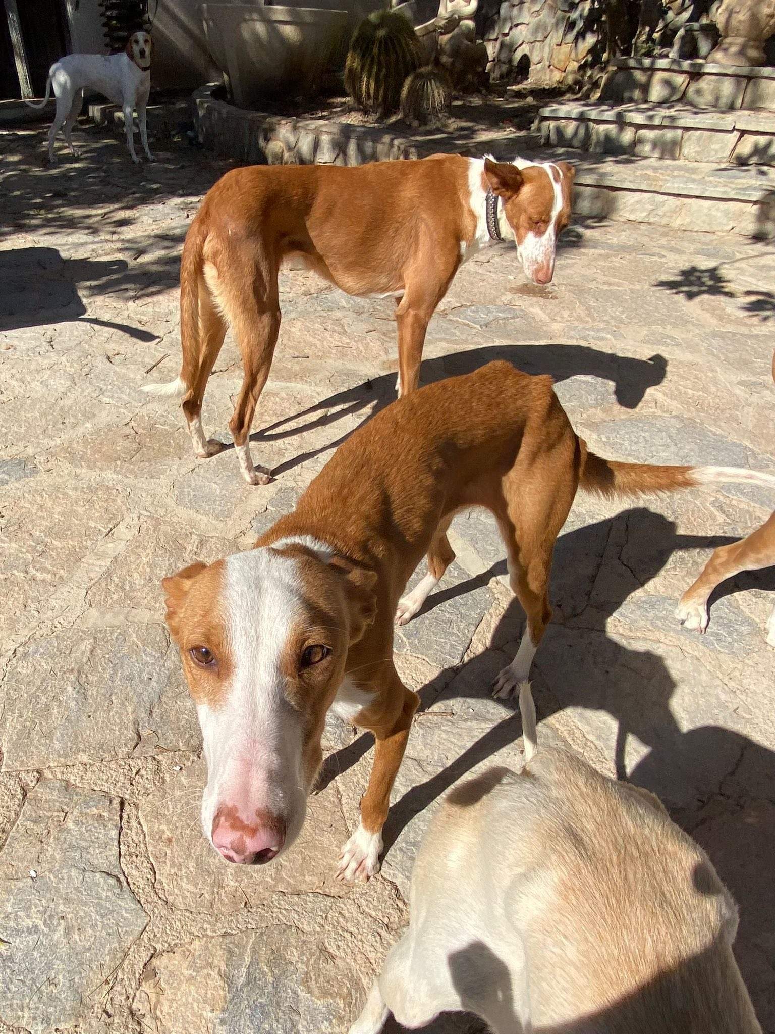 dulce_1229869096020043