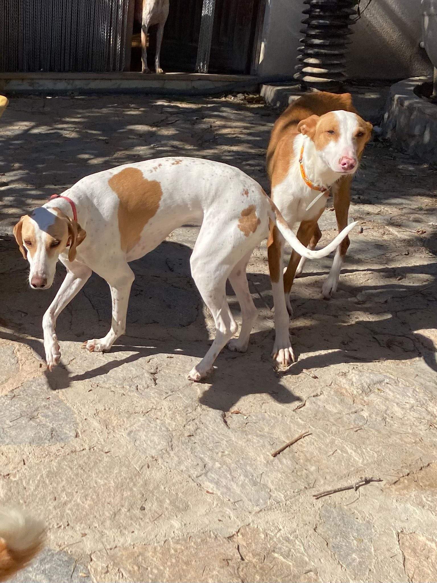 dulce_1229869172686702