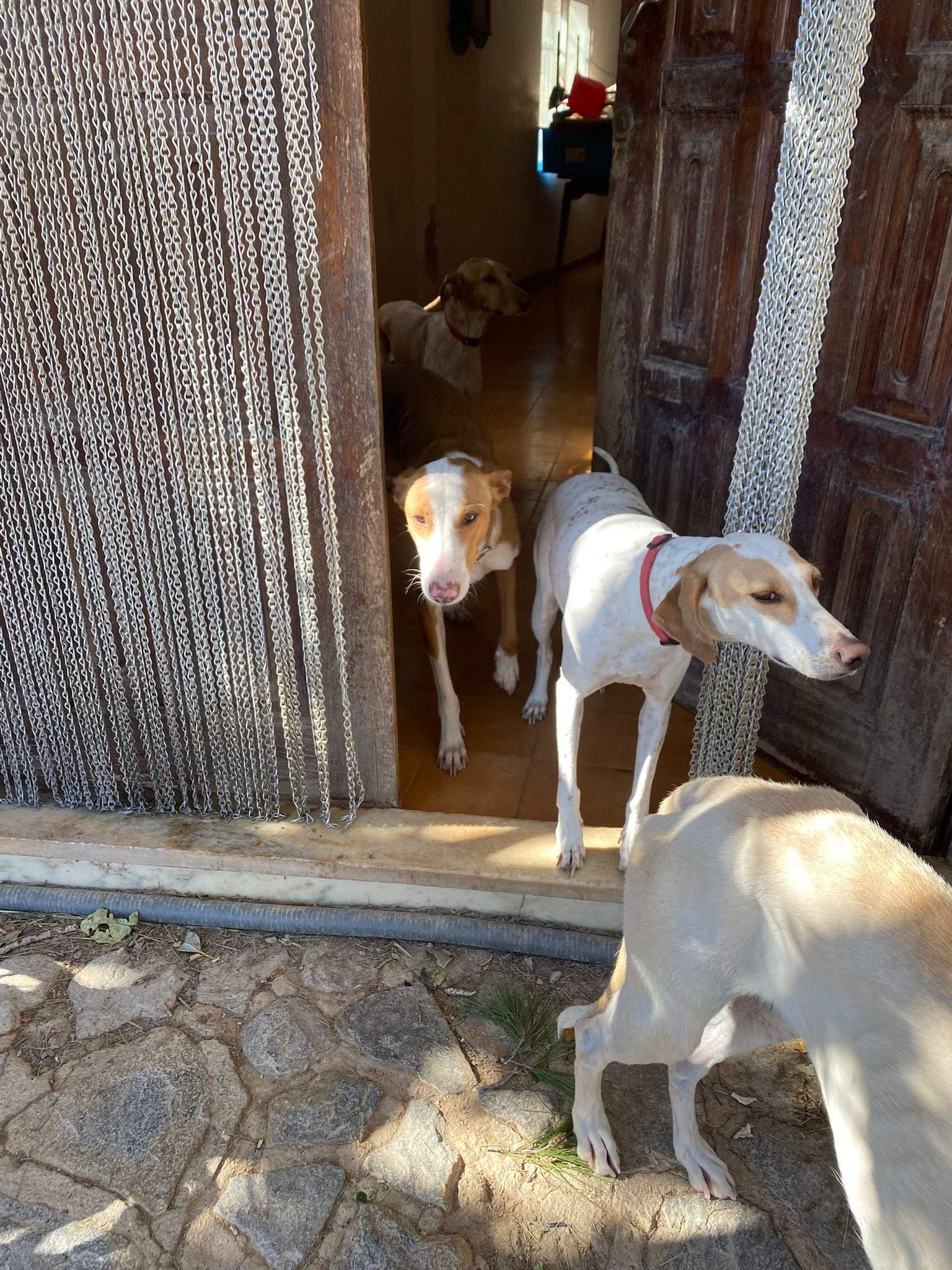 dulce_1229869209353365