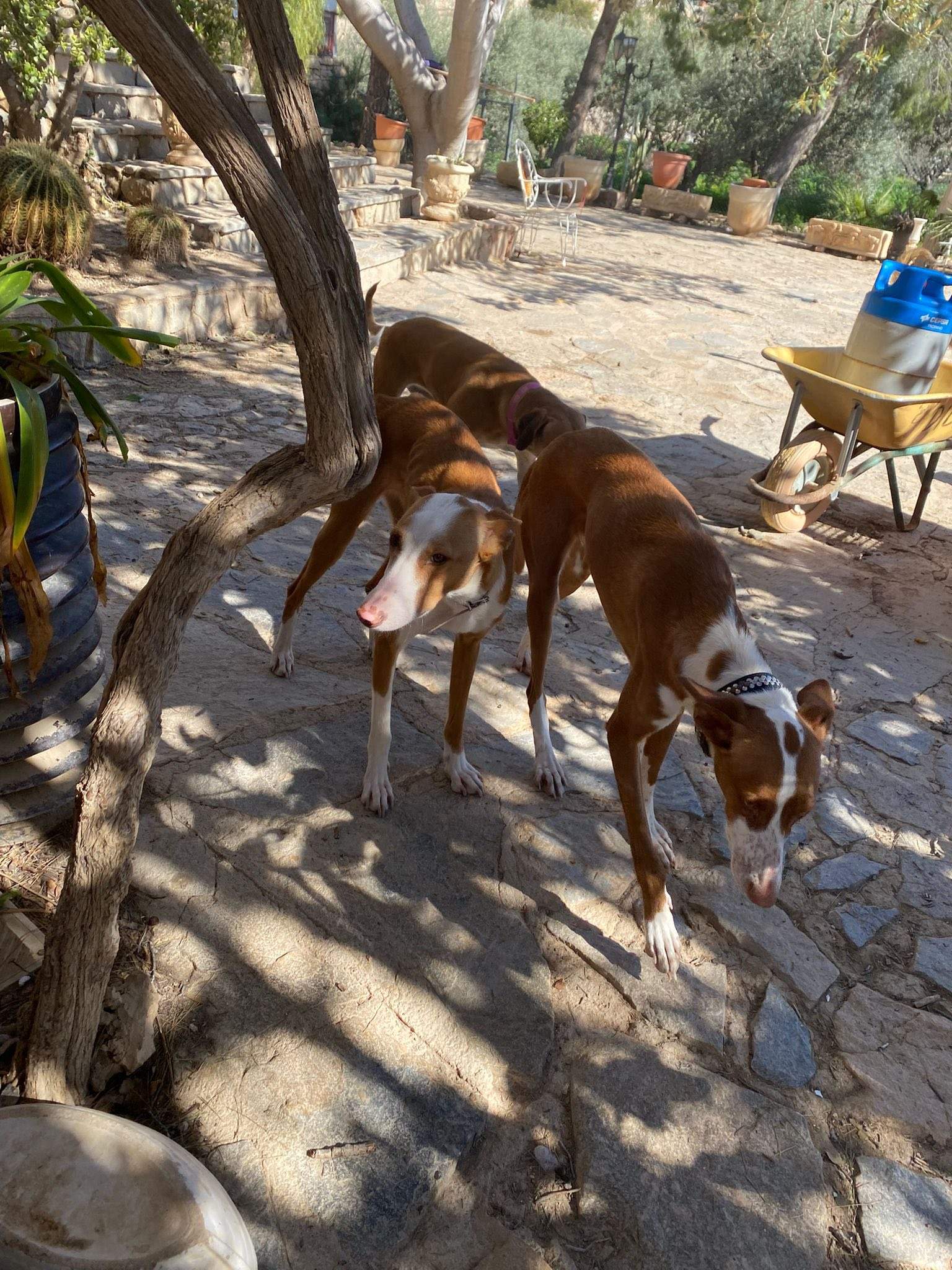 dulce_1229869226020030