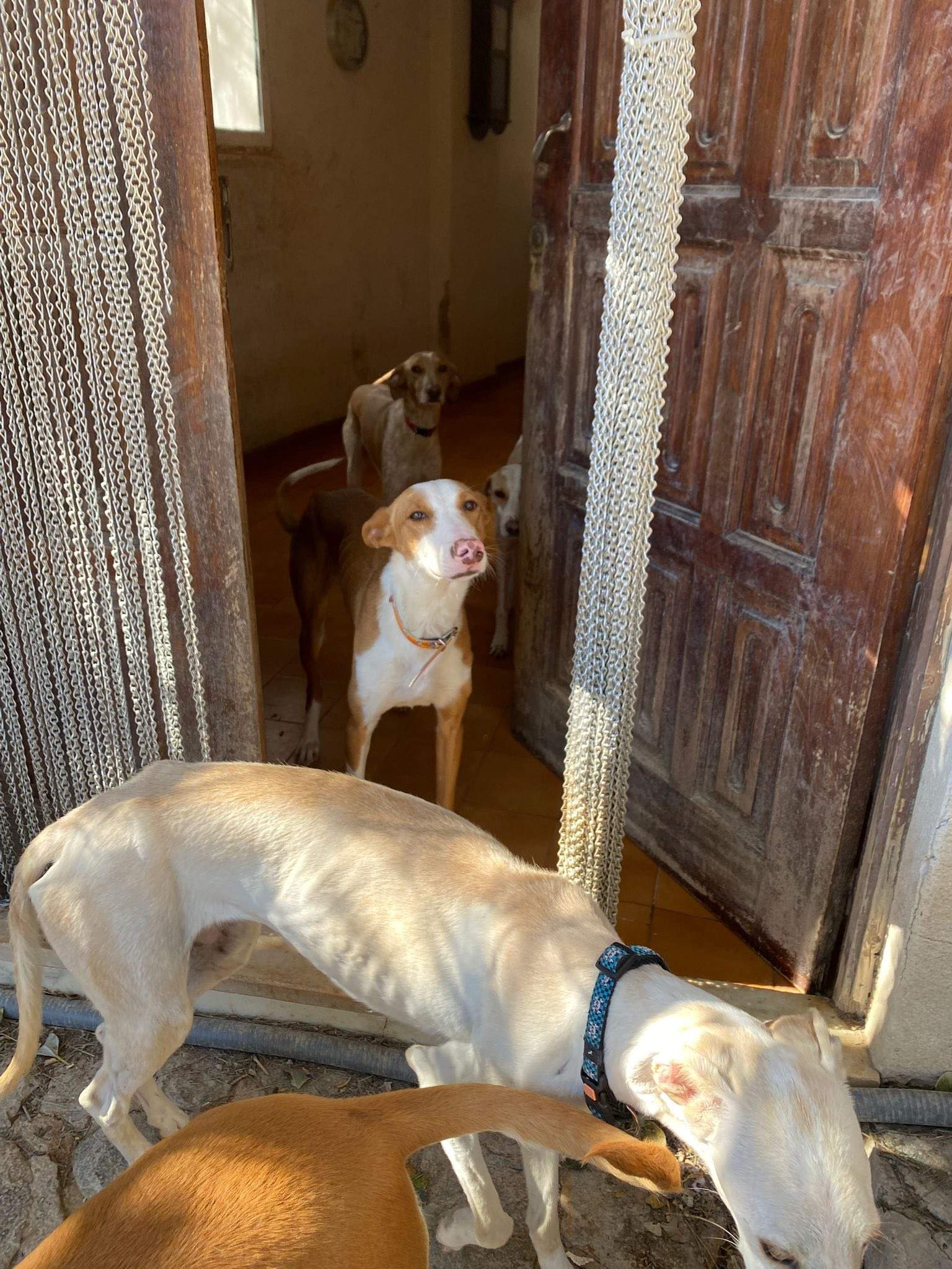 dulce_1229869276020025