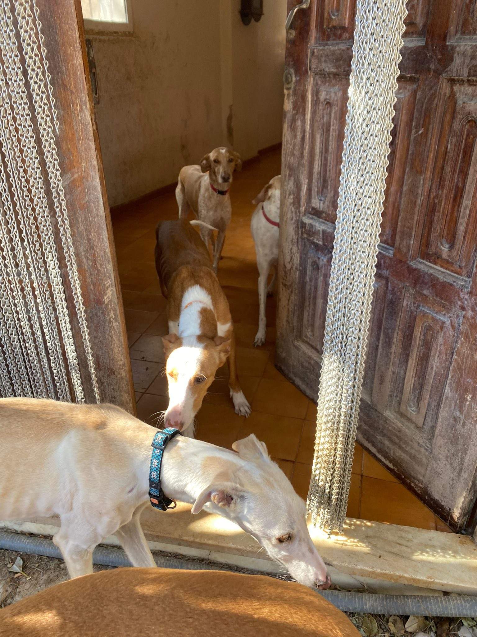 dulce_1229869292686690