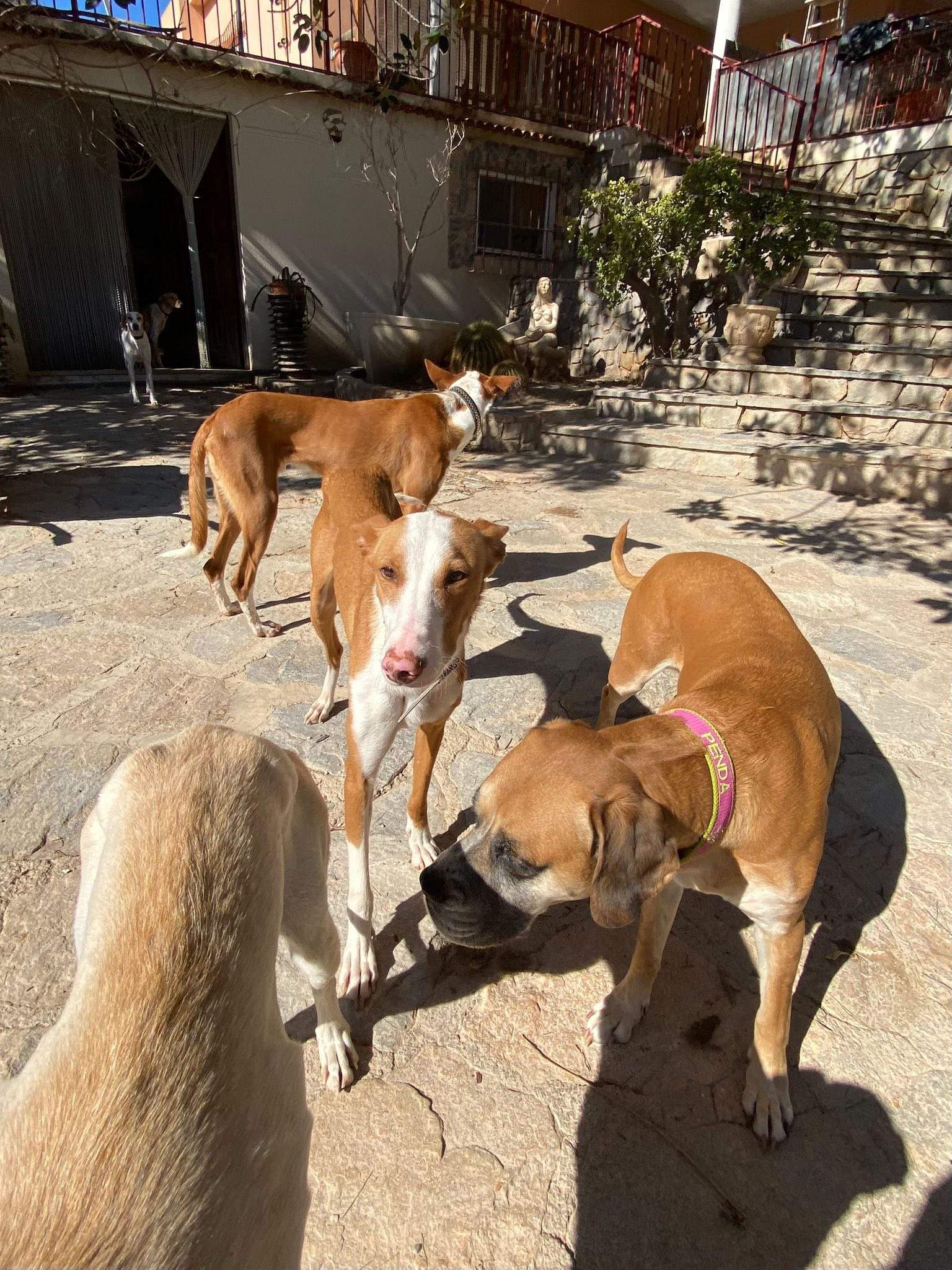 dulce_1229873162686303